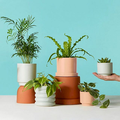 Plants in vases